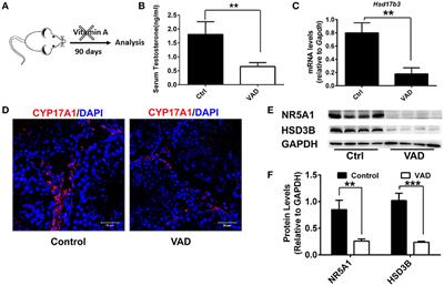 Vitamin A Promotes Leydig Cell Differentiation via Alcohol Dehydrogenase 1